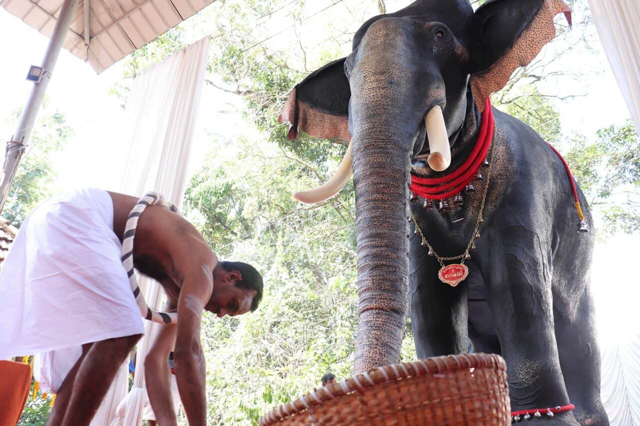 印度庙宇改用机械大象祭祀  大象也「失业」-弦外音