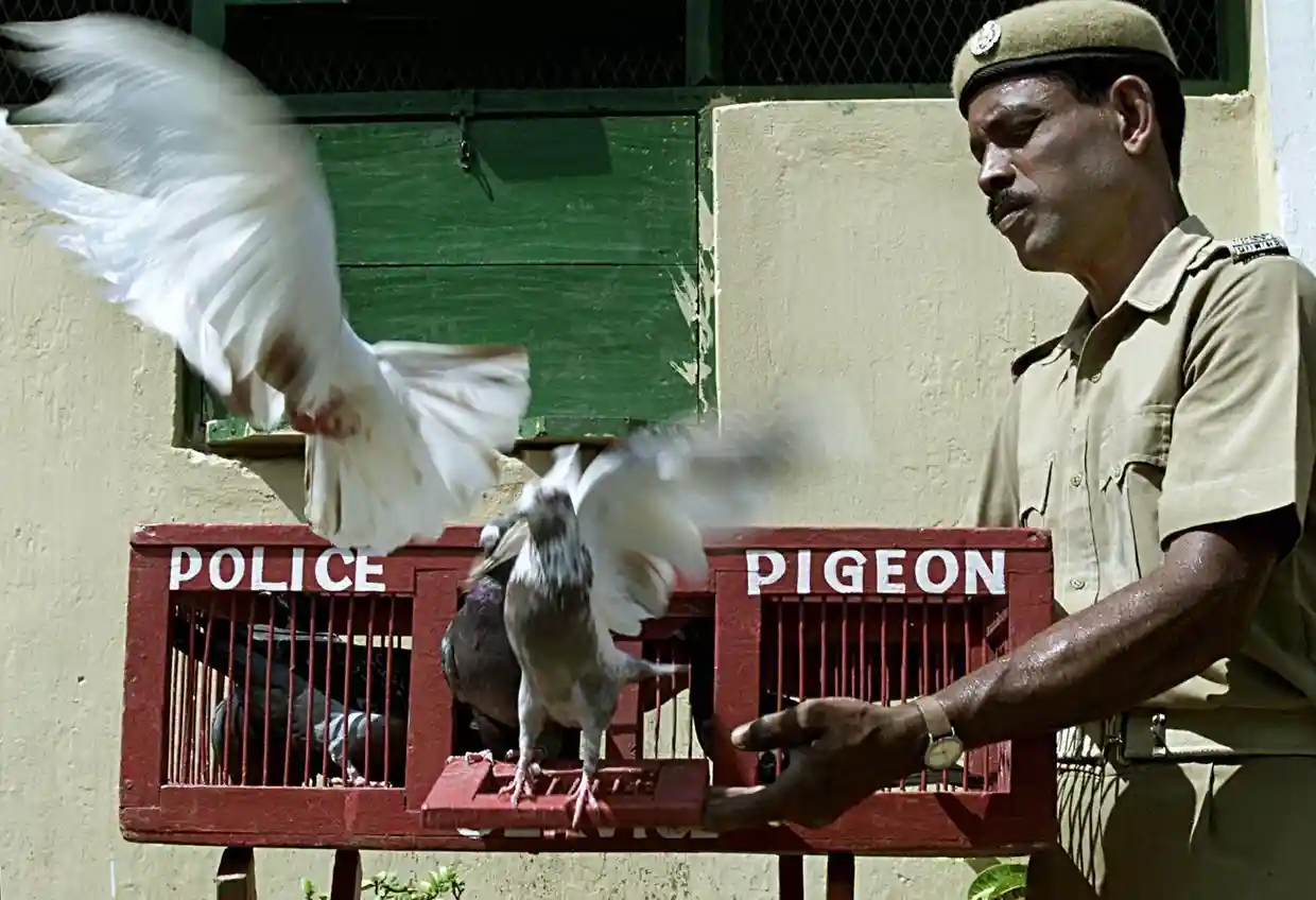 印度警方至今仍在使用信鸽传递信息-弦外音